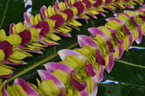 Hawaiian Butterfly Style Lei in Green and Pink