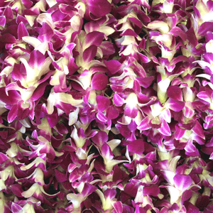 Bulk  Hawaiian Orchid Flower Lei  FREE SHIPPING