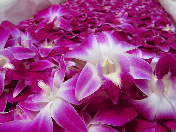 1000 Loose Hawaiian Orchids FREE SHIPPING