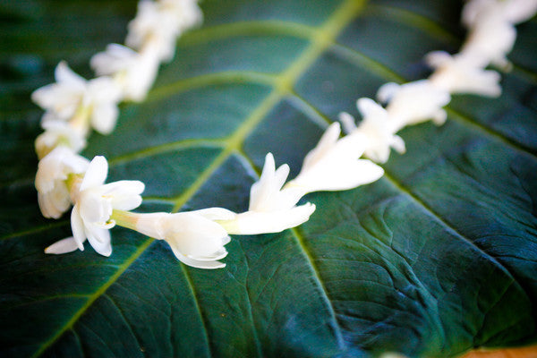 Single Strand  Tuberose