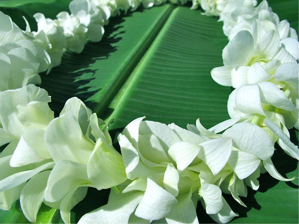 Hawaiian Orchid Lei in White